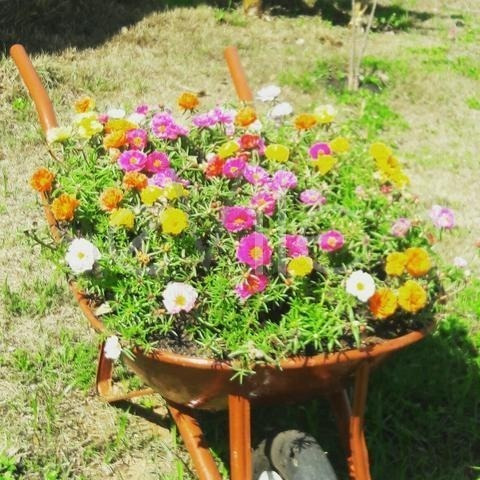 Chácara À Venda Em Village Campinas - Ch003437