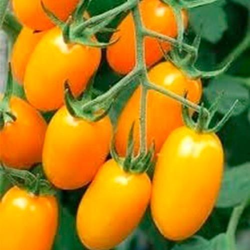 20 Semillas De Tomate Dátil Amarillo - Cherry 