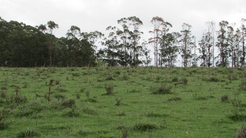 Chacra De 5has Cno. Del Anastasio - Altos De José Ignacio