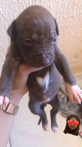 Imagem 3 de 4 de Pitbul
