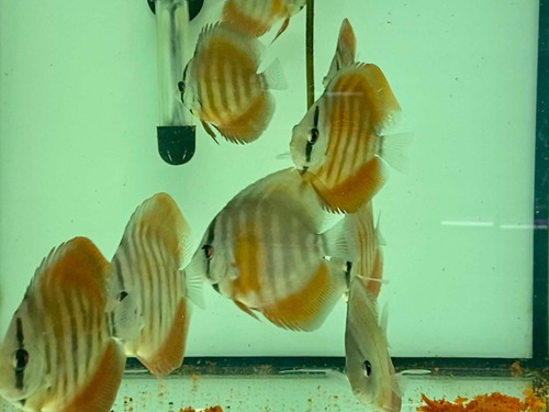 Acara Disco Red Cover Aa 6 Cm