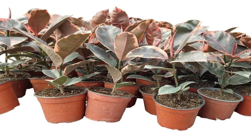 Planta Hule Tineke Ruby Red Ficus Elastica Ruby Red