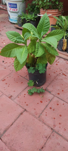 Planta Tabaco 1 Unidad (tipo Virginia)se Retira Martinez