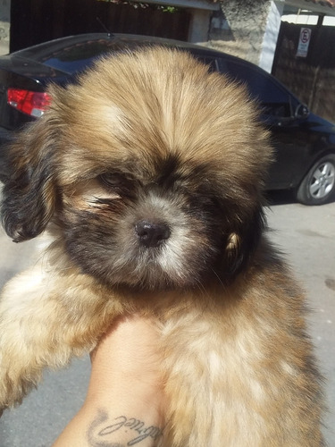 Imagem 1 de 1 de Ursinho Lindo