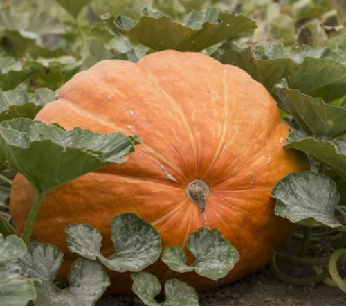 50 Semilla De Calabaza Gigante + Instructivo