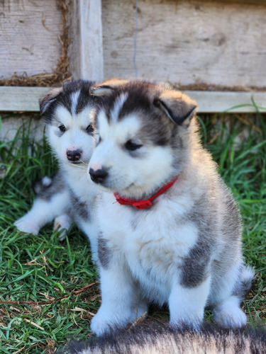 Malamute De Alaska, Lobos