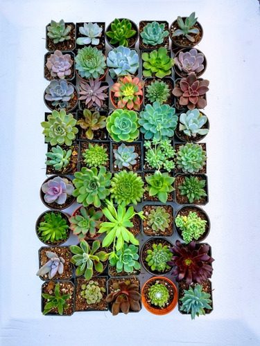 Imagen 9 de 10 de Echeverias 15 Pzas Diferentes Envio Dhl