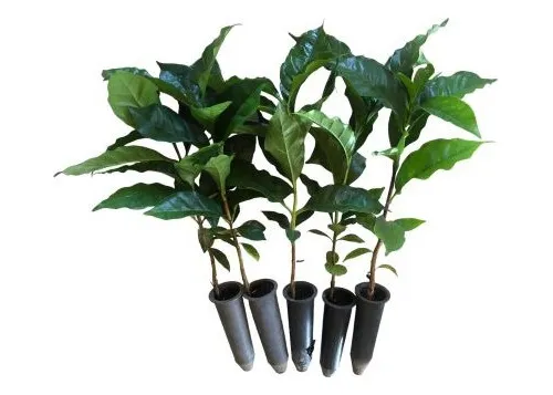 comprar Mudas De Café Arábica - Kit Com 20 Mudas -prontas Pu002F Plantio