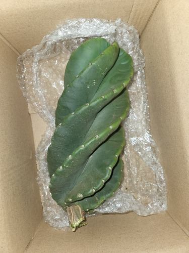 Estaca Cacto Parafuso
