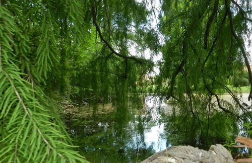 Imagen 21 de 24 de Fincas Del Lago Hermoso Lote