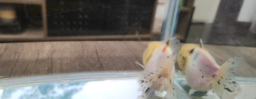 Pez Oranda Cabeza De Leon Calico 5 Amarillo