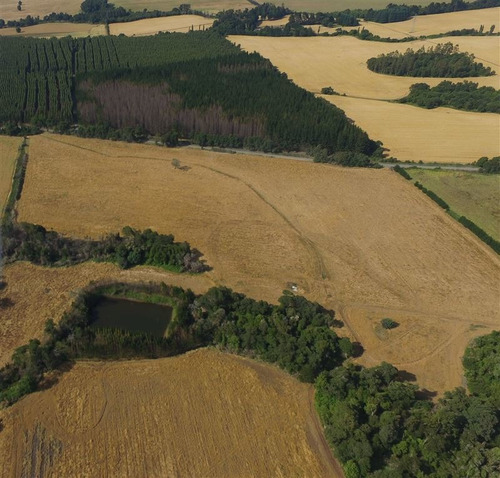 Imagen 5 de 15 de Agrícola En Venta En Ercilla