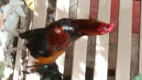 Gallos De Pelea Y Gallinas