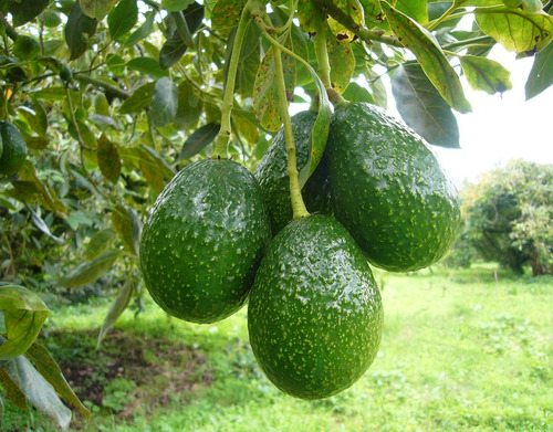 Arbolito Aguacate Hass Injerto