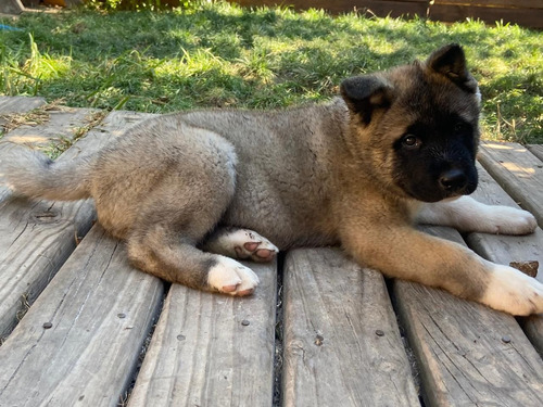 Akita Americano