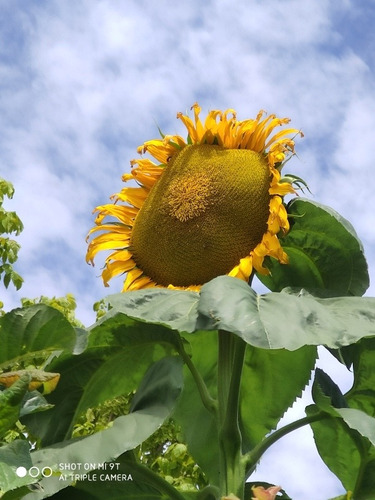 Sobre Girasol Gigante