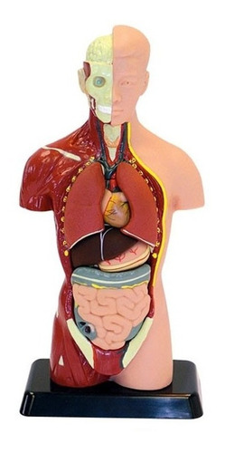 Modelo Anatómico 27 Cm Torso Humano Plástico Órganos Extraib