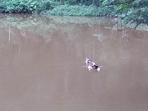Imagem 15 de 15 de Cód 3318 - Exuberante Sitio Em São Roque!! - 3318