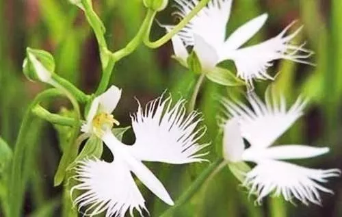 100 Sementes De Orquidea Pomba Branca à venda em Mimoso do Sul Espírito  Santo por apenas R$ 43.20 - OCompra.com Brasil