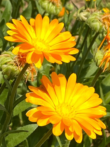 Semillas De Calendula Officinalis