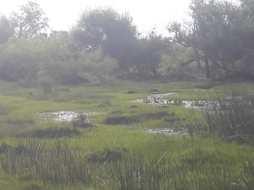 Imagen 18 de 19 de 1086- Venta Campo 136 Hectareas En Estacion Solis Minas Lavalleja