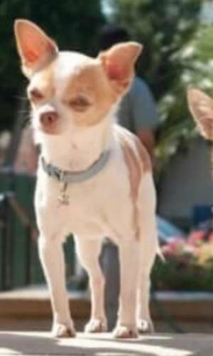 Imagen 2 de 5 de Cuido Perros Pequeños En Mi Domicilio Solo Uno Por Vez