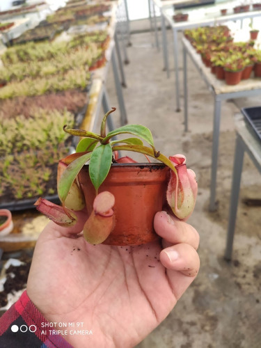 Nepenthes Bloody Mary Mas Pinguicola Mocezumae  Pigmea