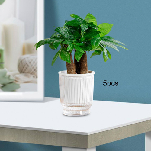 5 Ppc Selfing -riesing Plant Botters Simple Clear 12x14.5cm