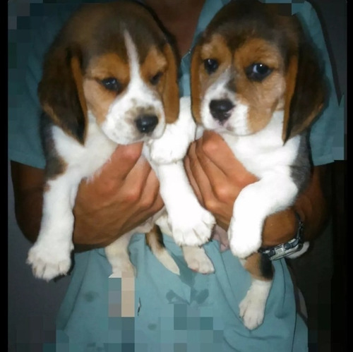 Cachorros Beagle