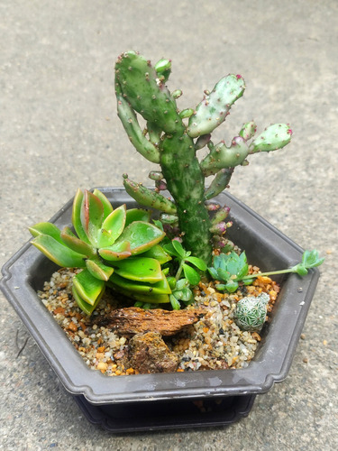 Mini Jardines Suculentas Cactus Naturales