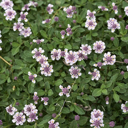 Hierba Del Mosquito Phyla Nodiflora Cubresuelos Nativo