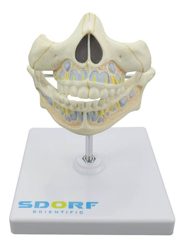 Dentição De Leite Anatomia Humana Estudo Fisiologia Odontolo