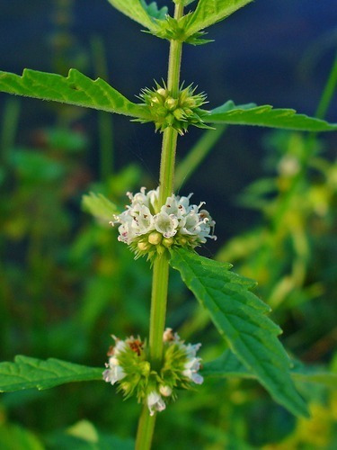 10 Semillas Menta De Lobo Lycopus Europaeus Plantasi