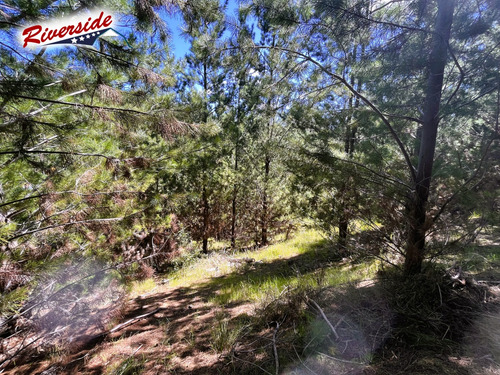 Parcela Con Gran Bosque, Ideal Para Refugio, Bucalemu