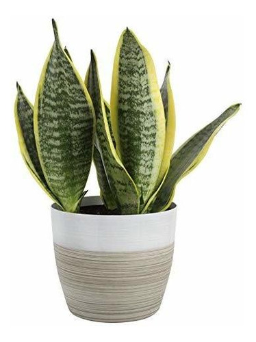 Costa Farms Snake, Sansevieria White-natural Decor Maceta Pl