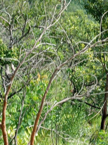 Imagem 10 de 14 de Excelente Terra Na Chapada Dos Veadeiros! Em Cavalcante Go