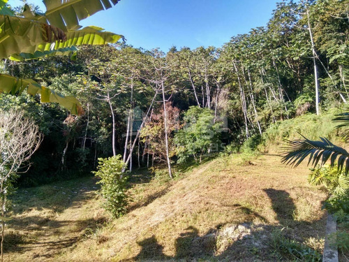 Imagem 27 de 30 de Sítio À Venda Em Canelinha/sc - 1652