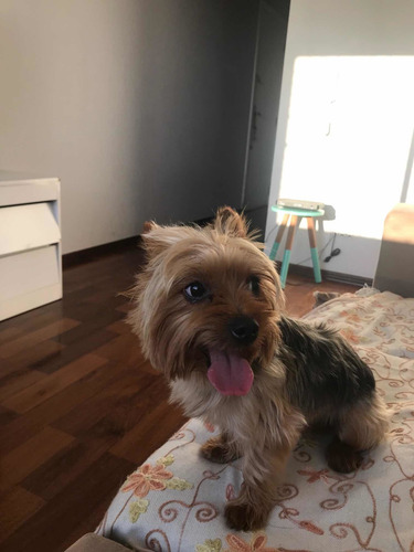 Imagem 1 de 1 de Passeador De Cães
