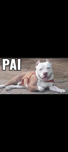 Imagem 1 de 5 de Filhotes De American Bully