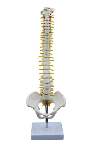 Modelo De Columna Vertebral Con Soporte Para Estudio De Anat