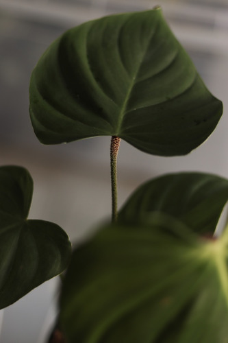 Philodendron Nangaritense