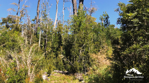 Black Friday 50% Dcto - Parcela 5.000 M2 Bosque Nativo Y Río