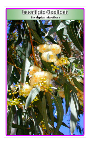 Semillas De Eucalipto Coolibah (eucalyptus Microtheca)