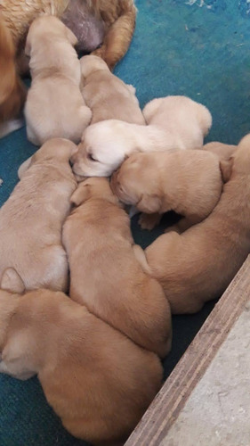 Cachorro Labrador Disponible Macho Y Hembra Arena