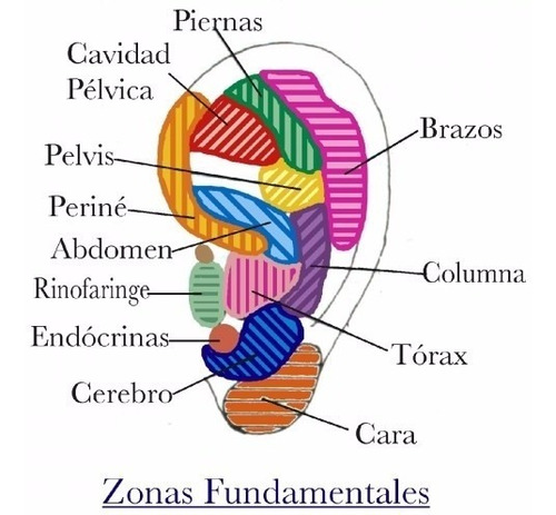 1200 Semillas De Vaccaria Para Auriculoterapia 20 Planchas