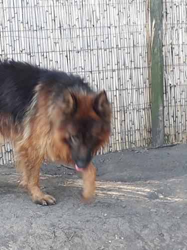 Imagen 6 de 7 de Cachorros Ovejeros Pastor Alemán Pelo Largo Hermosos Reserva