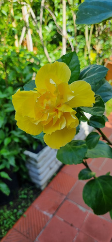 Rosa China Hibiscus Rosa Sinensis -7 Litros-