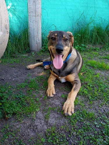 Imagen 5 de 10 de Guardería Canina Zona Sur