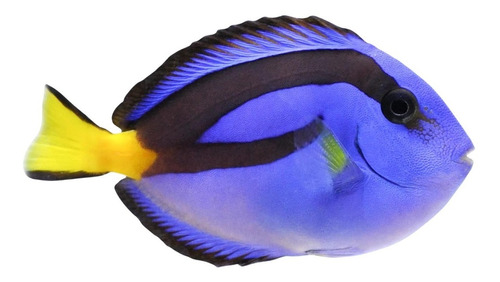 Pez Paracanthurus Hepatus Cirujano Azul Tiny Acuario Marino 