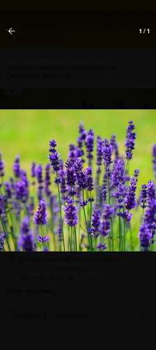 Lavanda Francesa 40 Cm.